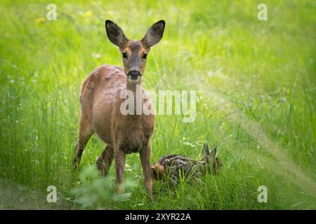 Rehe, Rehe mit Rehkitz Stockfoto