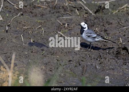 Weißer Bachstelz am Teich Stockfoto