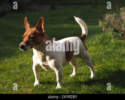 Porträt von ein Jack-Russell-Terrier in der Morgensonne Stockfoto