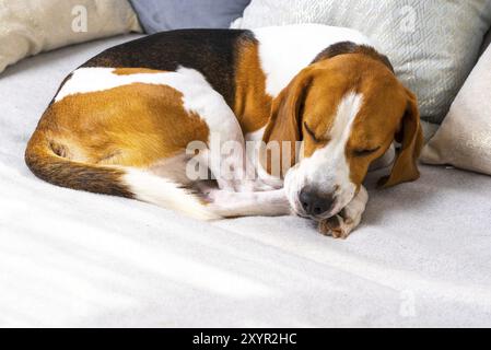 Der Hund schläft auf der Couch. Beagle hund Kopie Raum Hintergrund Stockfoto