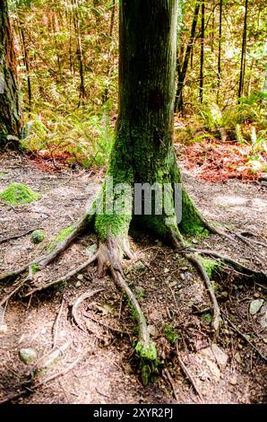 Verdrehte Oberflächenwurzeln eines großen alten Baumes in einem dichten Wald Stockfoto