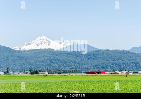 Landwirtschaftsbetriebe in Mission, Fraser Valley, British Columbia, Kanada. MT Baker ist im Hintergrund zu sehen Stockfoto