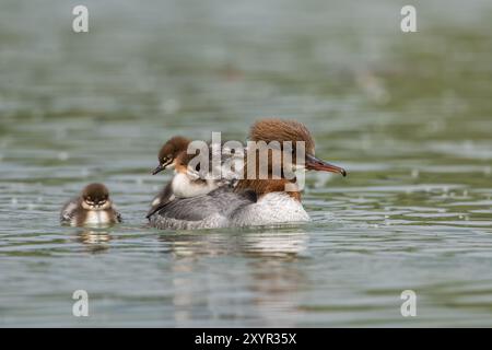 Mergus merganser (Mergus merganser), Weibchen mit Küken auf dem Rücken, Oberösterreich, Österreich, Europa Stockfoto