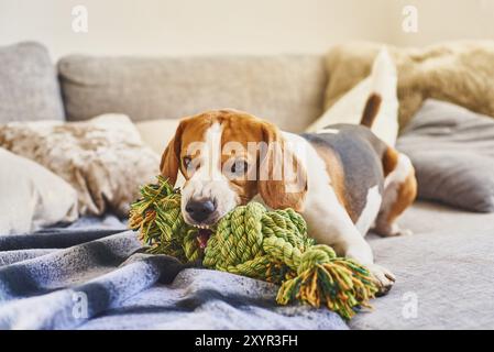 Hundebeagle mit einem grünen Knotenseil im Haus im Wohnzimmer auf einer Couch. Ein Spielzeug auf dem Sofa kauen Stockfoto