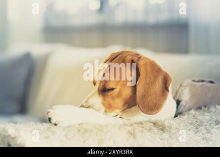 Beagle-Hund wartet auf den Besitzer und fällt ein. Ich schlafe geduldig auf einer Couch mit der Nase unter der Pfote Stockfoto