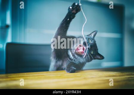 Eine schwarze Katze sitzt am Tisch und greift sich ein Wollfaden an Stockfoto