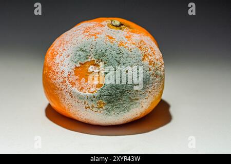 Symbolisches Foto einer schimmeligen Mandarine zum Thema ungesunde Lebensmittel Stockfoto