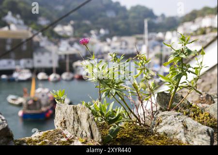 Eine kleine, rosa Blume steht an der Hafenmauer des Fischerdorfes Polperro Stockfoto