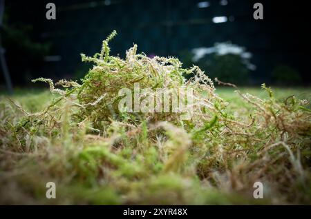 Vertikalisiertes Moos auf einer Wiese Stockfoto