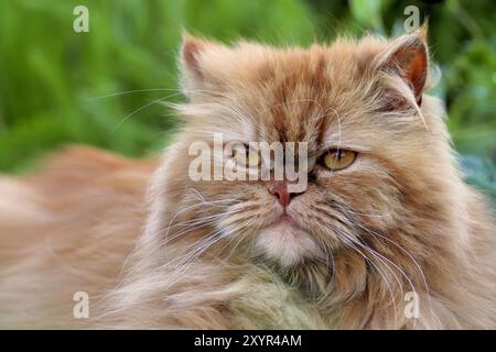 Persische Grabkatze im Garten Stockfoto