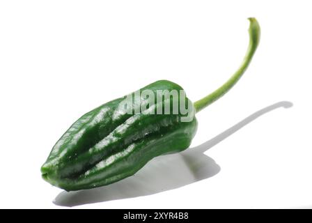 Pimientos de Padron. Typische Tapa aus gebratenen Paprika aus der spanischen Provinz Galicien Stockfoto