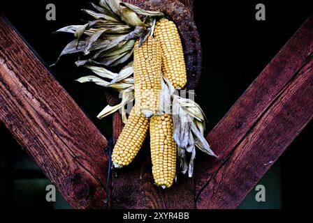 Hängen Sie Mais an den Maiskolben Stockfoto