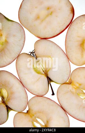 Frisch geschnittene Apfelscheiben auf einem Lichttisch Stockfoto