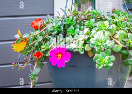 Detaillierter Blick auf die farbenfrohe blühende Pleuel (Portulaca oleracea) in einem Garten Stockfoto