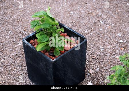 Üppige grüne Basilikumpflanze in modernem schwarzen Topf auf Kieseloberfläche Stockfoto