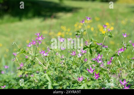 Nahaufnahme der Blüten des Thurstonianum cranesbill (Geranium oxonianum) in Blüte Stockfoto