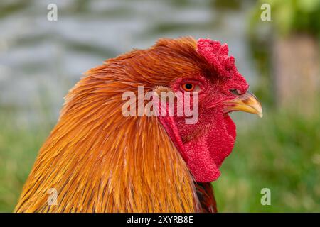 Kopfschuss eines Welsummer Hahns Stockfoto