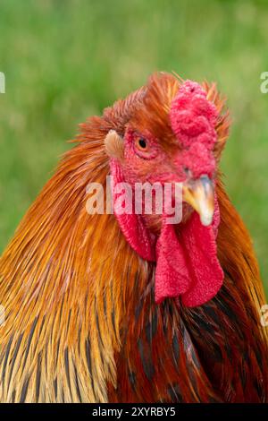 Kopfschuss eines Welsummer Hahns Stockfoto