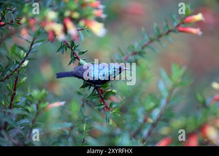 Der variable sunbird oder gelbbauchsonnenvogel (Cinnyris oder Nectarinia venustus) im Nyungwe-Nationalpark, Ruanda Stockfoto