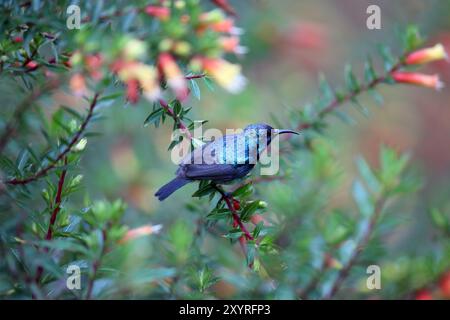 Der variable sunbird oder gelbbauchsonnenvogel (Cinnyris oder Nectarinia venustus) im Nyungwe-Nationalpark, Ruanda Stockfoto