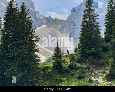 Reutte, Österreich. Juni 2024. Wanderer auf der Fuessener Hütte bei Reutte, Österreich am 18. Juni 2024. Fotograf: ddp Images/STAR-Images Credit: ddp Media GmbH/Alamy Live News Stockfoto