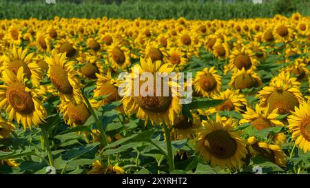 Sonnenblumenfeld ist zu sehen. Die gewöhnliche Sonnenblume (Helianthus annuus) ist eine Art der großen jährlichen Forb der Gänseblümchenfamilie Asteraceae. Stockfoto