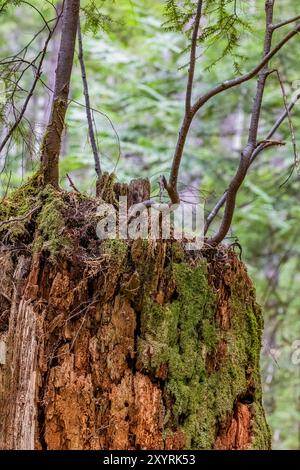 WESTERN Redcedar Nurse Stiump unterstützt das neue Wachstum von Western Hemlock im Staircase, Olympic National Park, Washington State, USA Stockfoto