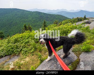 Ein stolzer Bernedoodle mit einer roten Leine steht hoch auf einem felsigen Felsvorsprung auf dem Gipfel des Cascade Mountain und bewundert die atemberaubende Weite des Adirond Stockfoto