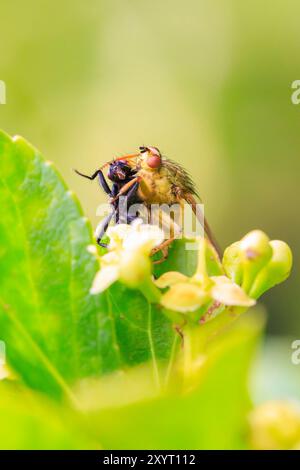 Nahaufnahme eines Scathophaga Stercoraria Insekts, auch bekannt als gelbe Dungfliege oder goldene Dungfliege, hat eine Beutefliege gefangen. Stockfoto