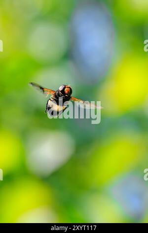 Nahaufnahme eines Pellucid hoverfly, Volucella pellucens, im Flug Stockfoto