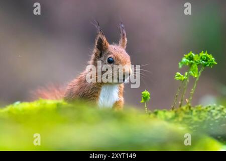 Eurasisches Eichhörnchen, Sciurus vulgaris, auf der Suche in einem Wald Stockfoto