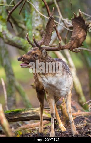 Damwild Dama Dama Hirsch Wandern in einem Wald. Die Naturfarben sind auf dem Hintergrund deutlich sichtbar, selektiver Fokus wird verwendet. Stockfoto