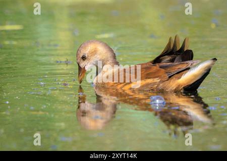 Nahaufnahme von einem jungen Teichhühner, Gallinula Chloropus, in einem Teich auf der Wasseroberfläche schwimmen. Der Hintergrund ist grün, selektiven Fokus dient. Stockfoto