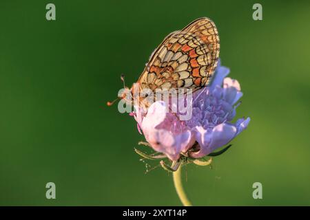 Heide Fritillary Schmetterling, Melitaea athalia, bestäuben in einem Blumenfeld Stockfoto