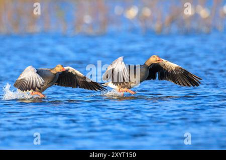 Nahaufnahme der Graugans, Anser Anser, im Flug über der Wasseroberfläche an einem sonnigen Tag mit klarem blauem Himmel Stockfoto