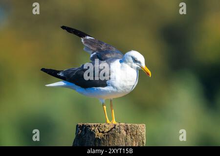 Nahaufnahme einer kleinen Möwe mit schwarzem Rücken, Larus fuscus, hoch oben. Stockfoto