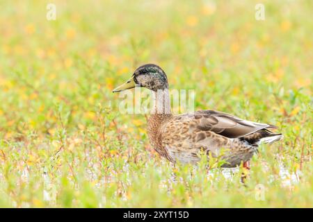 Eine weibliche Stockente, Anas platyrhynchos, im Gras stehend, stolze Pose. Stockfoto