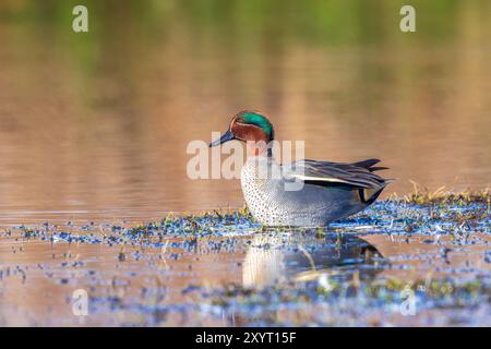 Ein männlicher eurasischer Petrol, anas crecca, eine Ente, die in Richtung der Kamera schwimmt. Stockfoto