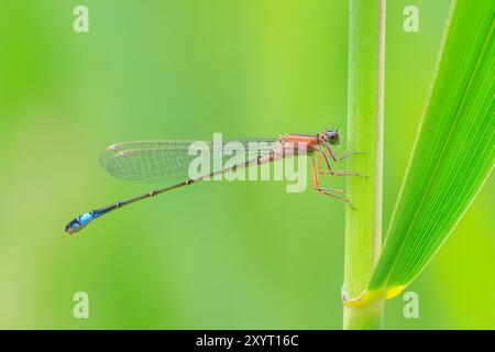 Makro Nahaufnahme von einer weiblichen blau-tailed Damselfly (Ischnura Elegans) in der Form saniert ruht auf dem Rasen in eine bunte Wiese. Stockfoto