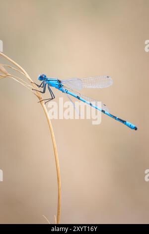 Makro Nahaufnahme eines gemeinsamen Blau damselfly, gemeinsame bluet, Enallagma cyathigerum oder nördlichen Blau, ruht auf ein Blatt im grünen Gras mit seinem Flügel entlang Stockfoto