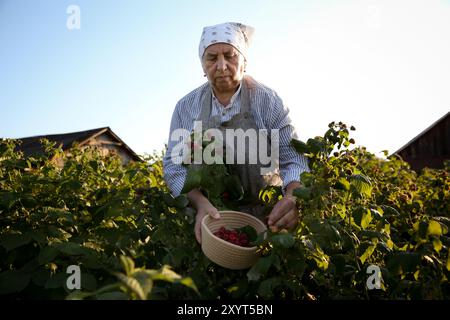 Senior Farmer pflückt im Freien frische, reife Himbeeren Stockfoto