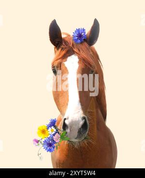 Schönes Pferd mit Wildblumen im Mund auf beigem Hintergrund Stockfoto