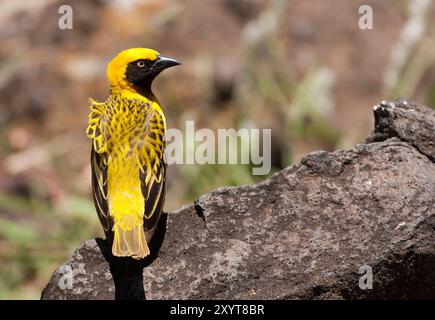 Speke-Weber (Ploceus spekei). Spekes Weber kommen im Norden und Osten Somalias, Äthiopien, Kenia (hauptsächlich im zentralen Hochland) und im Nordosten Tansanias vor. Sie besiedelt Savannen, Busch, Ackerland und Städte. Fotografiert in Tansania. Stockfoto