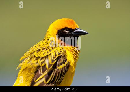 Speke-Weber (Ploceus spekei). Spekes Weber kommen im Norden und Osten Somalias, Äthiopien, Kenia (hauptsächlich im zentralen Hochland) und im Nordosten Tansanias vor. Sie besiedelt Savannen, Busch, Ackerland und Städte. Fotografiert in Tansania. Stockfoto