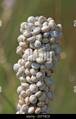 Land- oder Sandhügelmasse der Schnecke (Theba pisana), die während der Trockenzeit auf der Vegetation angesammelt ist, um warme Temperaturen am Boden zu vermeiden. Stockfoto