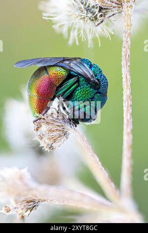 Niedergeschlagene Kuckuckwespe schlafend an der Spitze eines Astes. Stockfoto