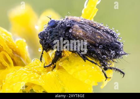 Gartenlaubkäfer (Phyllopertha horticola) auf einer gelben Blume. Stockfoto