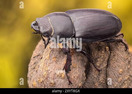 Kleiner Hirschkäfer (Dorcus parallelipipedus) an einem trockenen Ast. Stockfoto