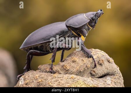 Kleiner Hirschkäfer (Dorcus parallelipipedus) an einem trockenen Ast. Stockfoto