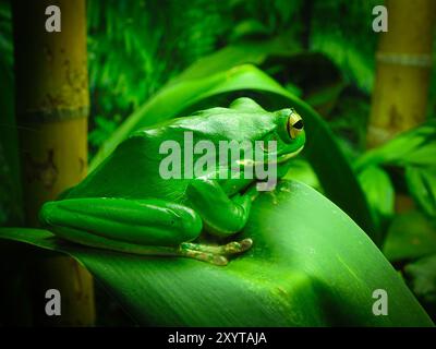 Ein grüner Frosch fügt sich perfekt in ein üppiges Blatt ein und vereint die Harmonie der Natur. Eine kleine Erinnerung an die Schönheit, die man in ruhigen Momenten findet. #NatureLife Stockfoto